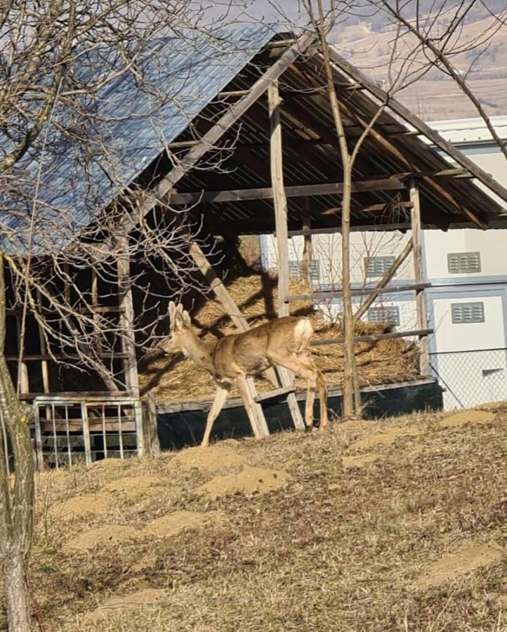 Hotel Casa Nikolia Măgura Esterno foto